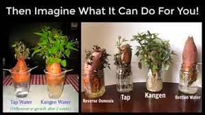 Kangen Water and plant health