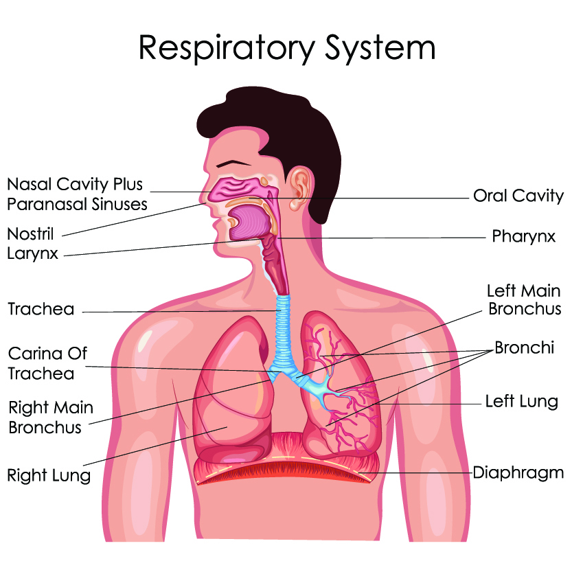 Hydration and Respiratory Health Supporting Your Bodys Oxygenation